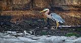 Heron Under A Bridge_P1140447